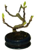 Ficus carica - fíkovník plodící fíky 814