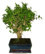 Ligustrum chinensis ptačí zob 704