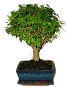Ligustrum chinensis ptačí zob 704