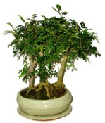 Caragona spinosa - čínský pepř 683 - bonsai