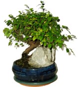 Pokojová bonsai - Sagerethia thea 393