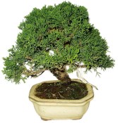 Juniperus - Jalovec 820 - venkovní bonsaje