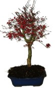 Acer palmatum - Javor dlanitolistý 821