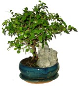 Pokojová bonsai - Sagerethia thea 393