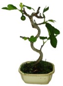 Ficus carica - fíkovník plodící fíky 825