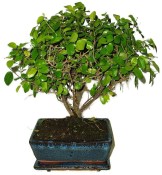 Pokojová bonsai - Sagerethia thea 393