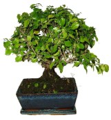 Pokojová bonsai - Sagerethia thea 393