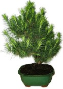 Bonsai Pinus halepensis 828