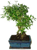 Serissa foetida - strom tísíce hvězd 665