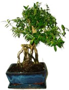 Serissa foetida - strom tísíce hvězd 665