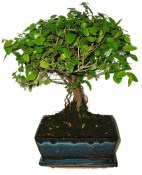 Pokojová bonsai - Sagerethia thea 393