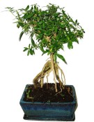 Serissa foetida - strom tísíce hvězd 665