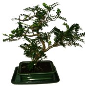 Caragona spinosa - čínský pepř 834 - bonsai