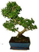 Ligustrum chinensis ptačí zob 704