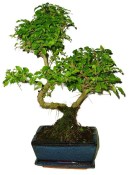 Ligustrum chinensis ptačí zob 704