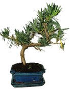 Podocarpus - Kamenný tis 692