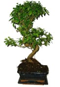 Ligustrum chinensis ptačí zob 704