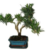 Podocarpus - Kamenný tis 692