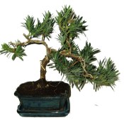 Podocarpus - Kamenný tis 692