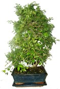 Zelkova 307 - pokojová bonsai