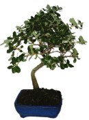 Quercus dub 851 - venkovní bonsaje