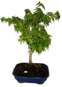 Acer palmatum - Javor dlanitolistý 858
