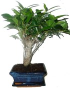 Pokojové bonsaje Ficus retusa - fíkovník 111