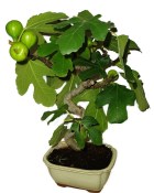 Ficus carica - fíkovník plodící fíky 863