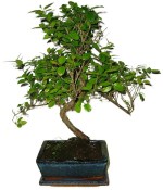 Pokojová bonsai - Sagerethia thea 393