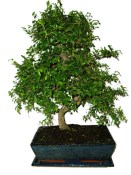 Zelkova 870 - pokojové bonsaje 