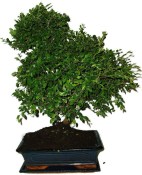 Zelkova 871 - pokojové bonsaje 