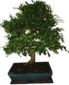 Zelkova 872 - pokojové bonsaje 