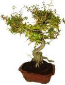 Punica granatum - granátovník 873