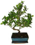 Pokojová bonsai - Sagerethia thea 393