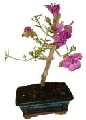 Bouganvillea 875 - pokojové bonsaje