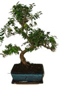 Pokojová bonsai - Sagerethia thea 393