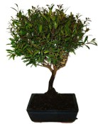 Syzygium 876 - venkovní bonsaje