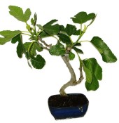 Ficus carica - fíkovník plodící fíky 878