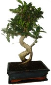 Ficus retusa - fíkovník - bonsaj 125