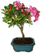 Venkovní bonsaje - Azalka - Rhododendron 879