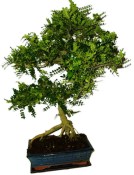 Caragona spinosa - čínský pepř 880 - bonsai