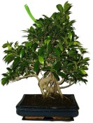 Ficus retusa - fíkovník - bonsai 881