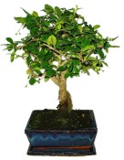 Pokojová bonsaj Carmona microphylla - čaj fuki 882