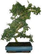 Pokojová bonsaj Carmona microphylla - čaj fuki 342