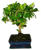 Pokojová bonsaj Carmona microphylla - čaj fuki 883