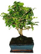 Pokojová bonsaj Carmona microphylla - čaj fuki 885