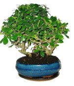 Carmona microphylla - čaj fuki 505 - bonsai stromořadí