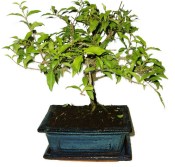 Acerola - Malpighia - tropická barbadosská třešeň 466