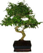 Ligustrum chinensis ptačí zob 889