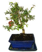 Punica granatum - granátové jablíčko 737